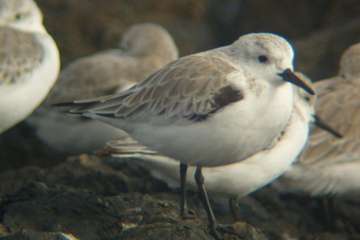 Salinetas y los pájaros/José Manuel Espiño.